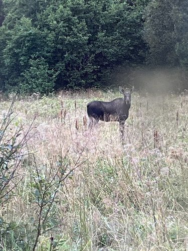Moose