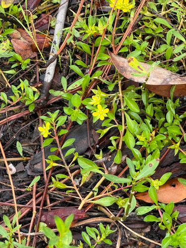 Ludwigia brevipes, photograph 6