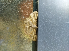 Peribatodes rhomboidaria