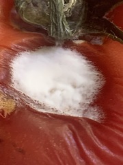 Penicillium chrysogenum