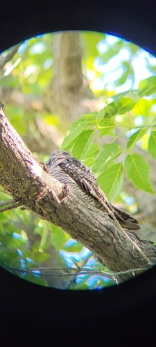 Common Nighthawk