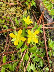 (c) Brandon Corder, some rights reserved (CC BY) Ludwigia brevipes, photograph (c) Brandon Corder, some rights reserved (CC BY)