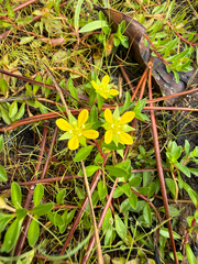 (c) Brandon Corder, some rights reserved (CC BY) Ludwigia brevipes, photograph (c) Brandon Corder, some rights reserved (CC BY)