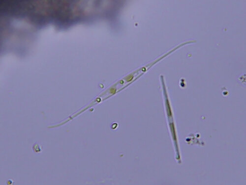 iNaturalist observation photo of Pseudo-nitzschia