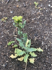 Brassica rapa rapa