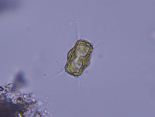 iNaturalist observation photo of Diatoms