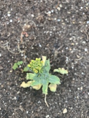 Brassica rapa rapa