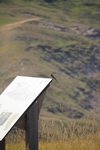 Say's Phoebe