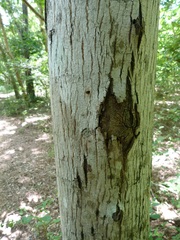 Pteleopsis myrtifolia