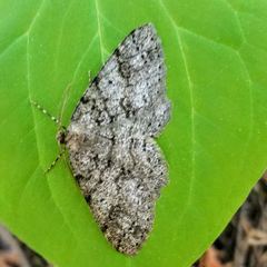Melanolophia imitata