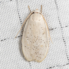 Durrantia piperatella