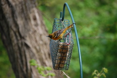 Icterus bullockii × galbula