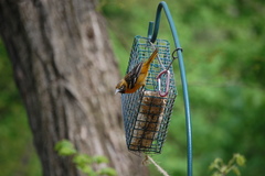 Icterus bullockii × galbula