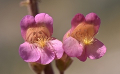Penstemon bicolor roseus