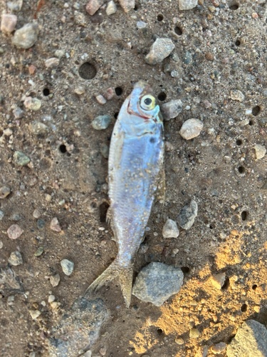 Threadfin Shad
