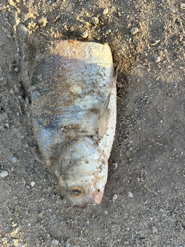 American Gizzard Shad