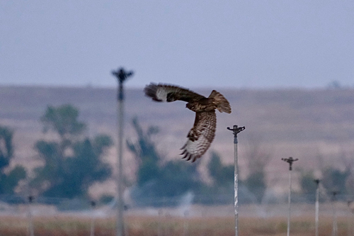 Common Buzzard
