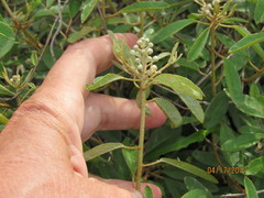 Croton argyranthemus