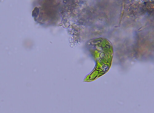 iNaturalist observation photo of Euglena