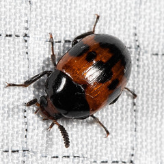 Diaperis nigronotata