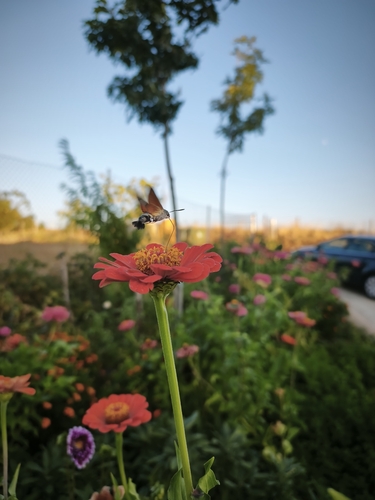Eurasian Hummingbird Hawkmoth