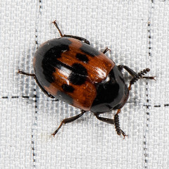 Diaperis nigronotata