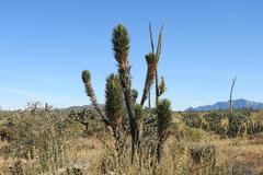 Yucca valida
