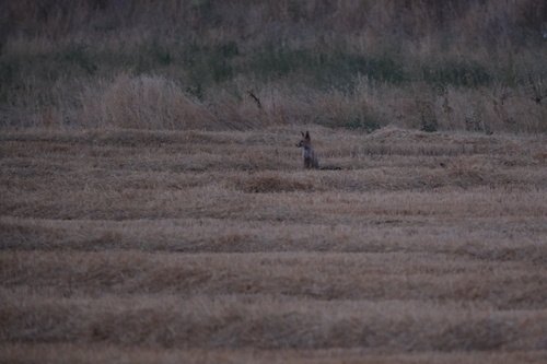 Red Fox