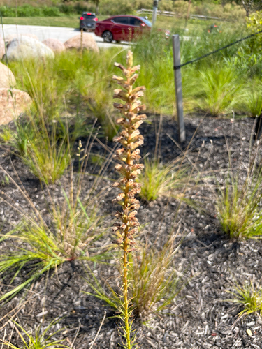 dense blazing star
