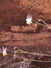 Aquilegia coerulea