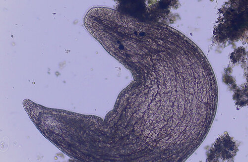 iNaturalist observation photo of Plagiostomum