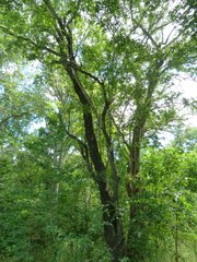 Pteleopsis myrtifolia