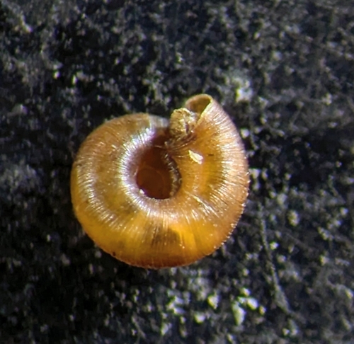 Punctum pygmaeum, 2026-08-20