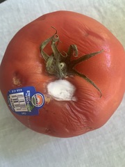 Penicillium chrysogenum