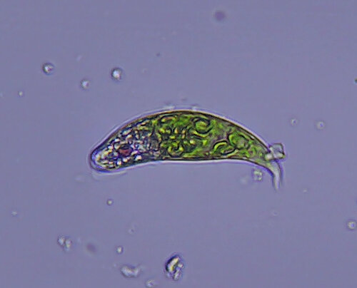 iNaturalist observation photo of Euglena