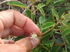 Croton argyranthemus