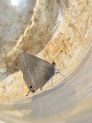 Lampides boeticus