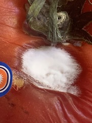 Penicillium chrysogenum