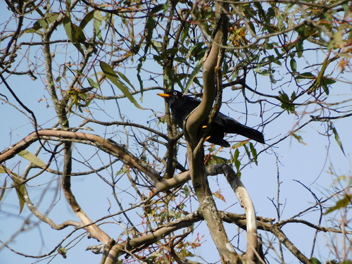 Pale-eyed Thrush (Turdus leucops), photo 5