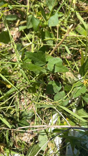 trailing fuzzy-bean