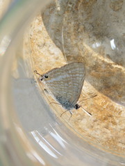 Lampides boeticus
