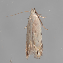 Battaristis nigratomella