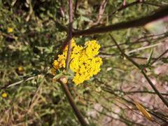 Achillea ageratum