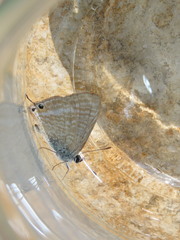 Lampides boeticus