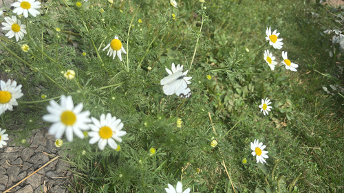 Pine White