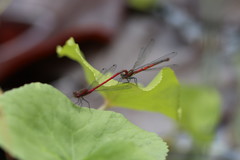 Pyrrhosoma