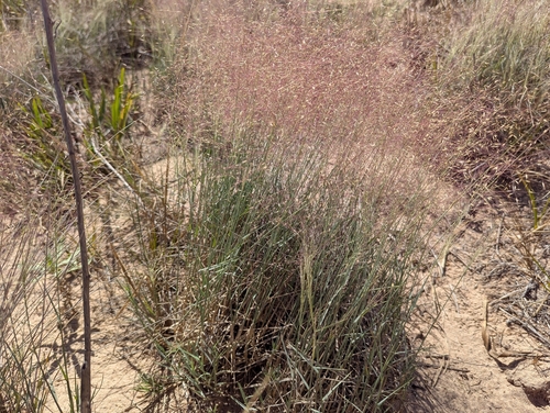 Muhlenbergia pungens, 2026-08-20