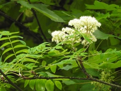 Sorbus aucuparia