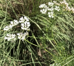 Bifora americana