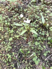 Claytonia lanceolata